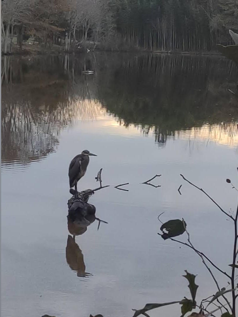 Great blue heron resting on a log in the lake