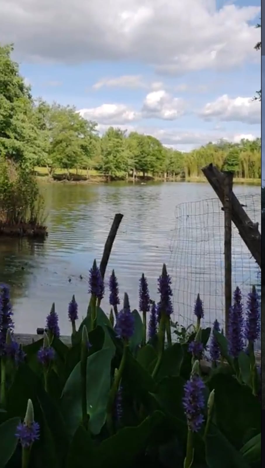 Pickerelweed blooming at the water's edge